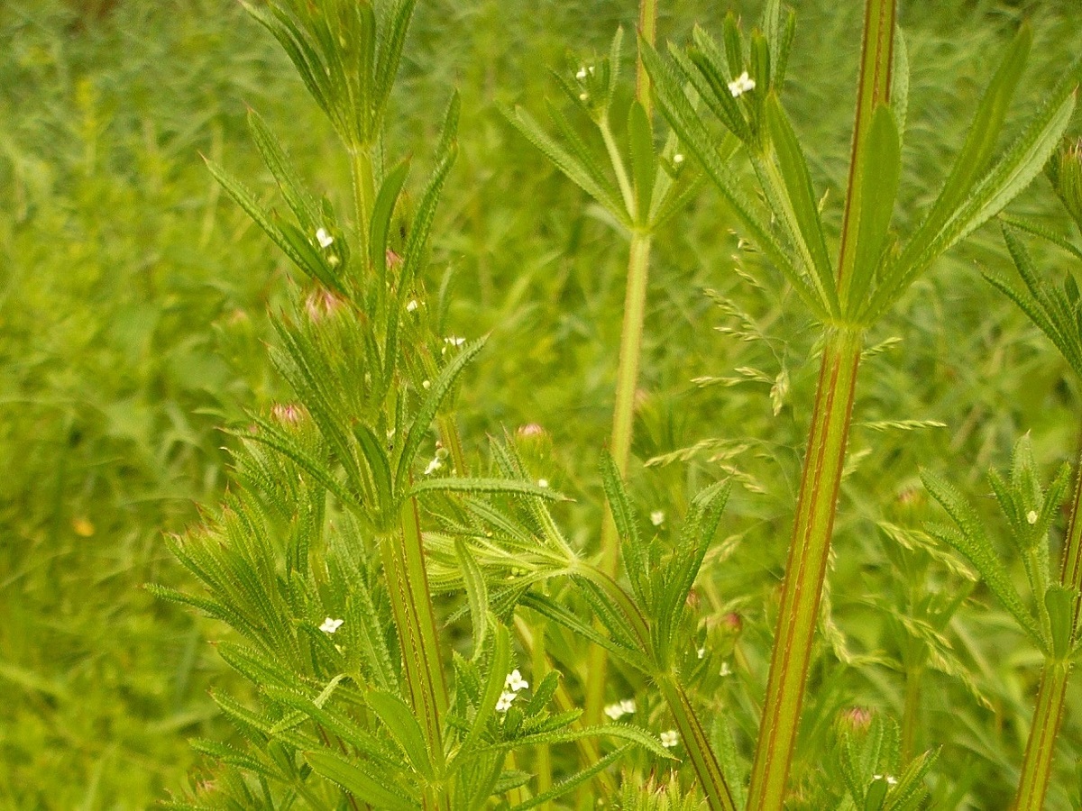 Galium aparine (Rubiaceae)